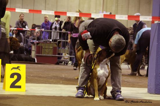 Darling - Dog Show Luxembourg, Mars 2010 ~ 1er EXC Classe Jeune