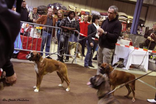 Darling - Dog Show Luxembourg, Mars 2010 ~ 1er EXC Classe Jeune