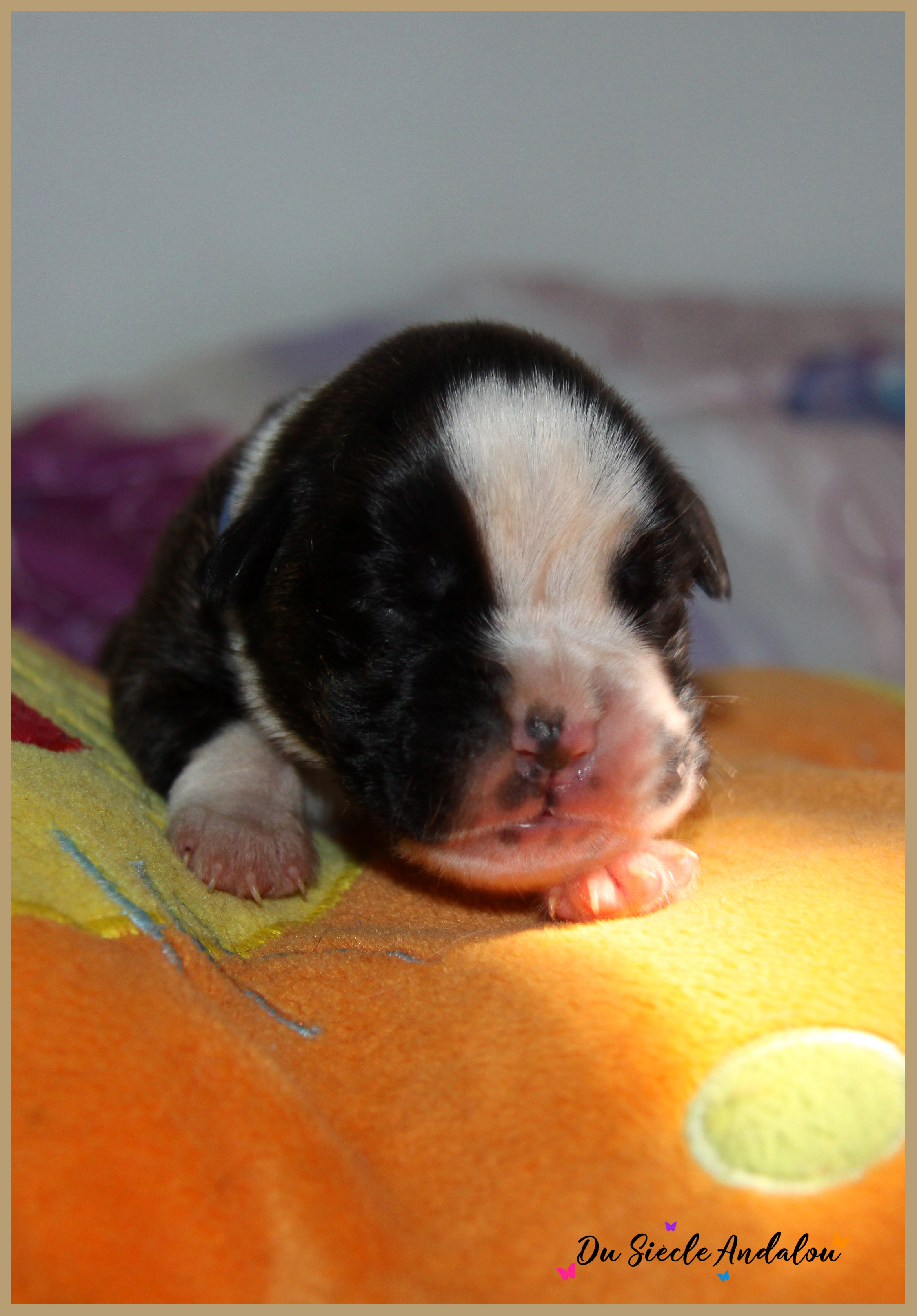 Pancho, 8 jours 